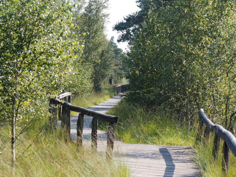 Bohlenweg im Pietzmoor